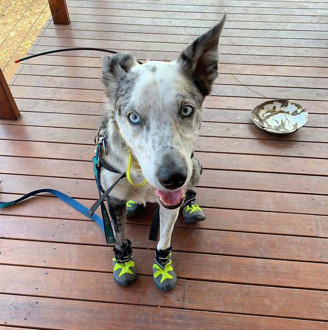 Meet The Dog Helping Save Koalas Other Wildlife From Australia Fires E Online